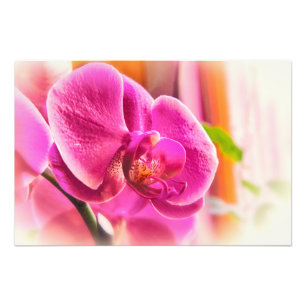 Diffused Orchid Photo Print