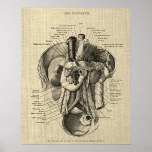 Digestive System Anatomy print 3 Gastroenterology