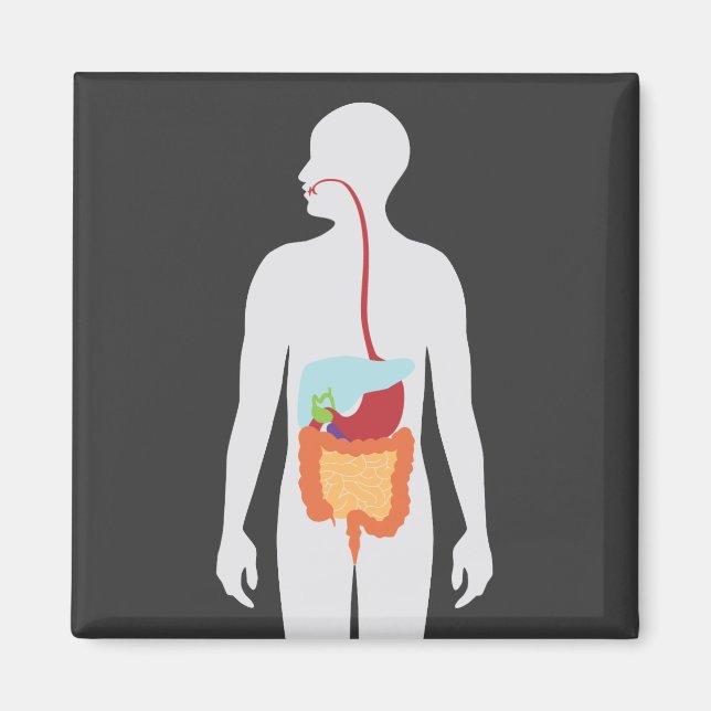 Digestive System Magnet (Front)