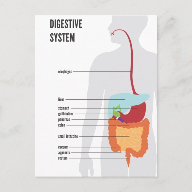 Digestive System Postcard (Front)