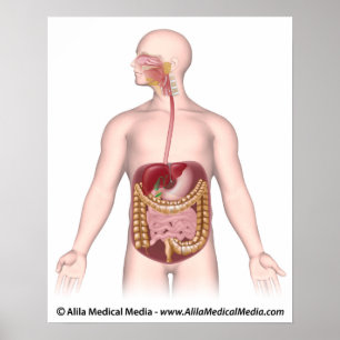 Digestive system unlabeled diagram poster