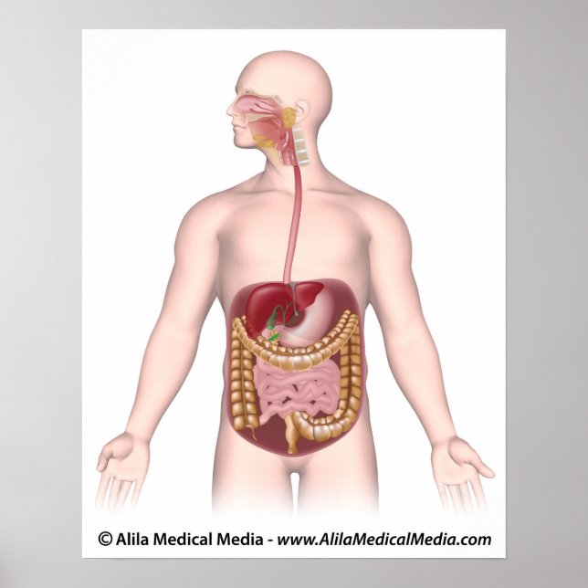 Digestive system unlabeled diagram poster (Front)