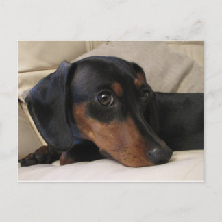 Digger the Dachshund Postcard