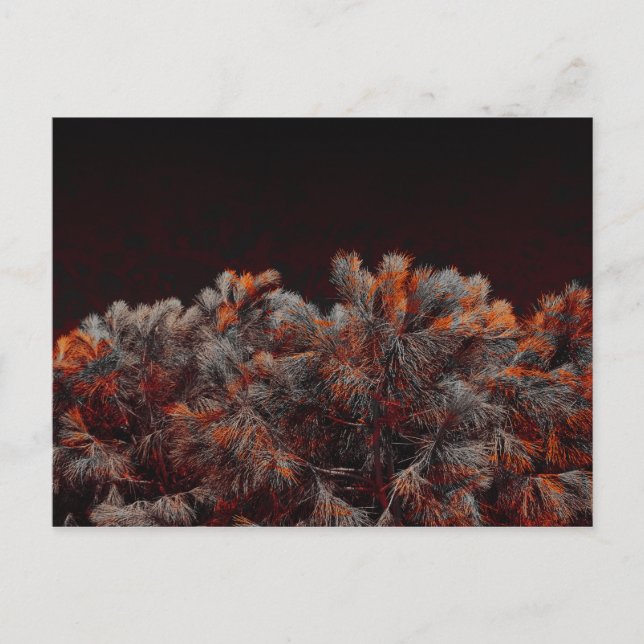 Digital art of pine tree with orange colour spots postcard (Front)