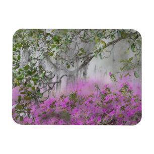 Digital Composite of Azaleas and magnolia tree Magnet
