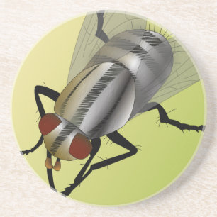 Digital Fly Coaster