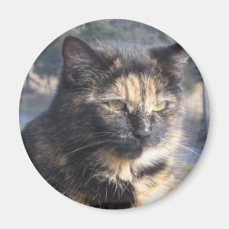 Dignified Cat Magnet