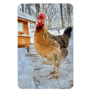 Dignified Chicken Magnet