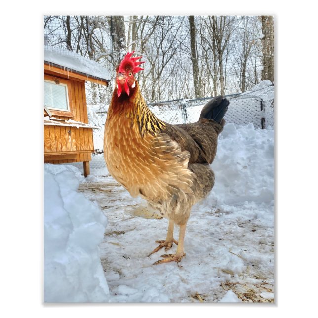 Dignified Chicken Photo Print (Front)