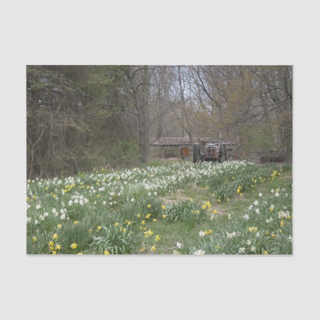Dilapidated Farm Building Flower Meadow Tissue Paper (Front)
