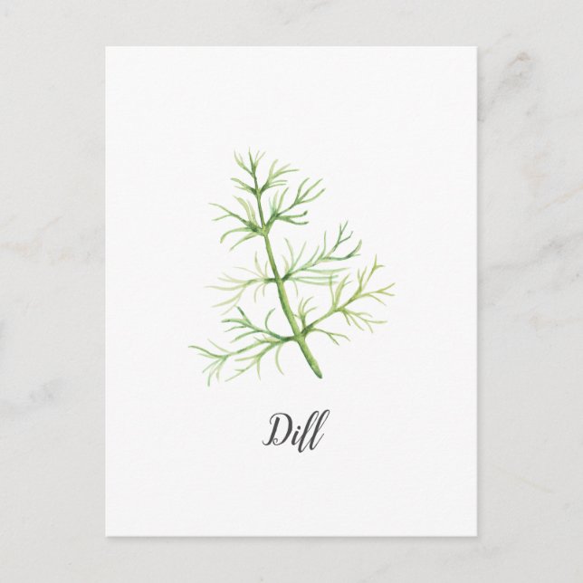 Dill Herb Watercolor Illustration Postcard (Front)