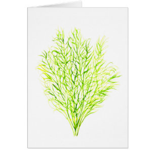 Dill herbs Dill watercolour