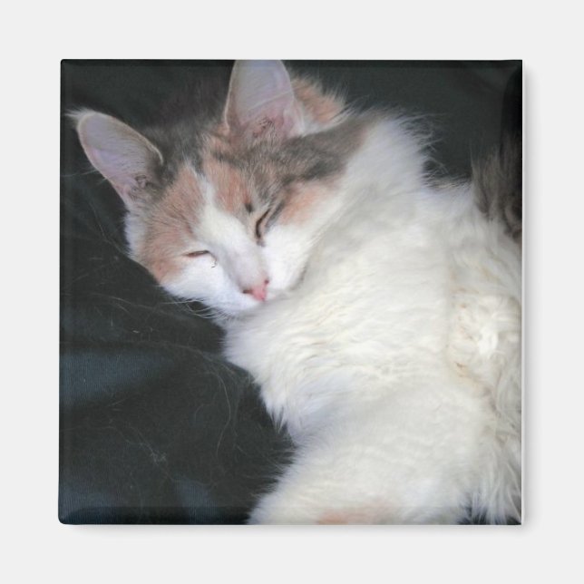 Dilute Calico Kitten Sleeping Magnet (Front)