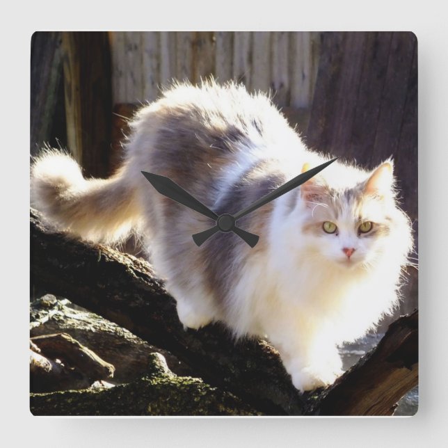 Dilute Calico Maine Coon Cat Clock (Front)