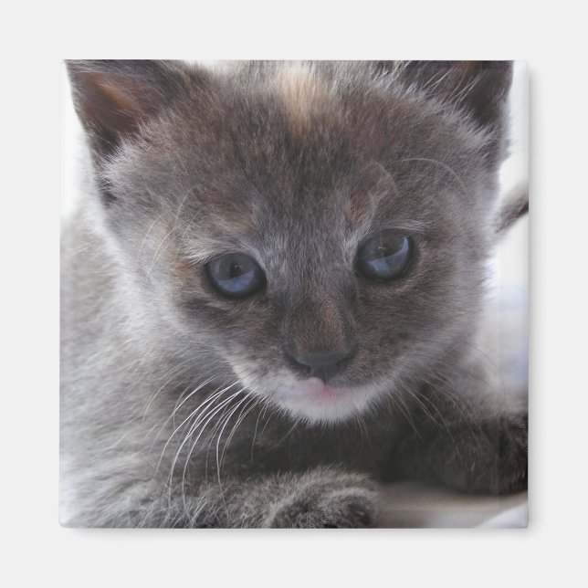 Dilute Tortoiseshell Magnet (Front)