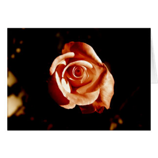 Dim Pink Rose
