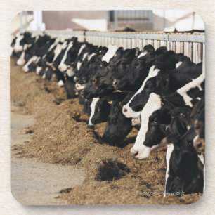 Diminishing Perspective of Cow's Heads Grazing Coaster