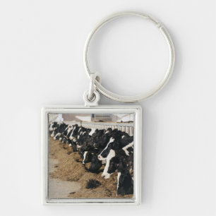 Diminishing Perspective of Cow's Heads Grazing Key Ring