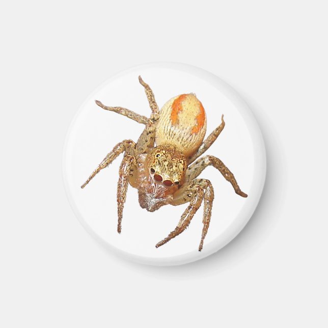 Dimorphic Jumping Spider (Maevia inclemens) Magnet (Front)