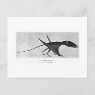 Dimorphodon macronyx art postcard