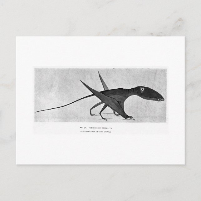 Dimorphodon macronyx art postcard (Front)