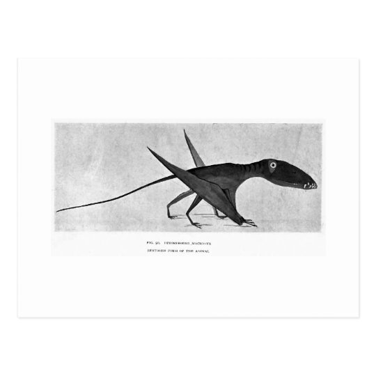 Dimorphodon macronyx art postcard