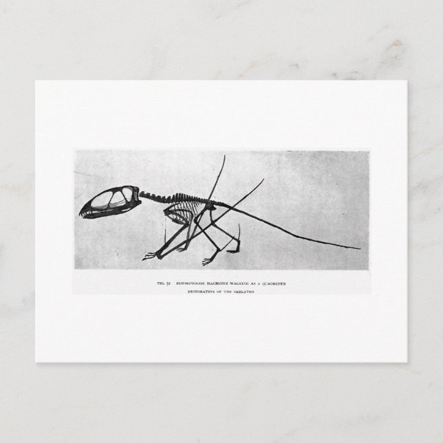 Dimorphodon macronyx art postcard (Front)
