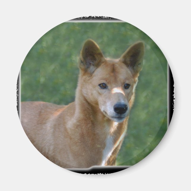 dingo_10x10 magnet (Front)