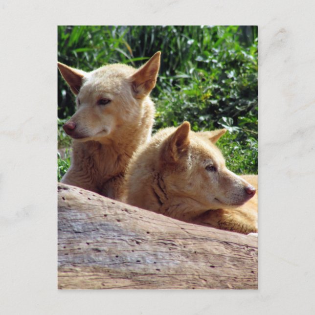 dingo australia postcard (Front)
