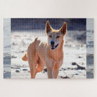 Dingo Dog Adult