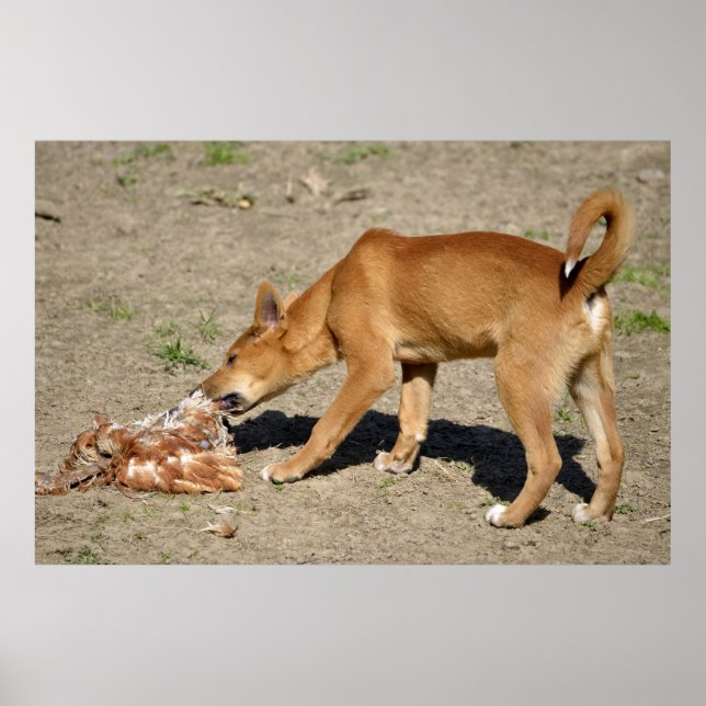 Dingo eating poultry poster (Front)