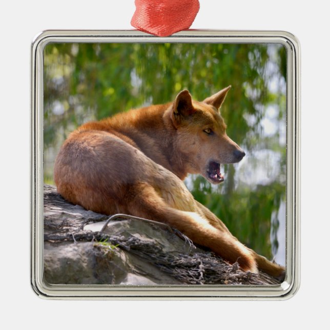 Dingo lying on rock postcard metal ornament (Front)