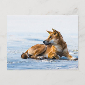 Dingo mouth on the beach, Fraser Island Australia Postcard
