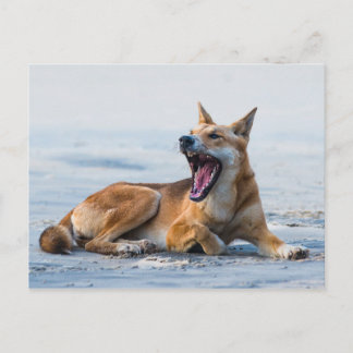 Dingo mouth open wide, Fraser Island Australia Postcard