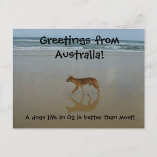 Dingo postcard