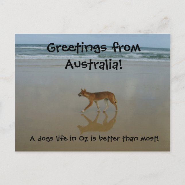 Dingo postcard (Front)