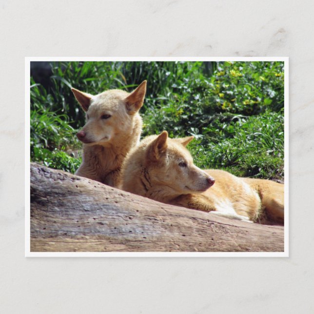 dingo postcard (Front)