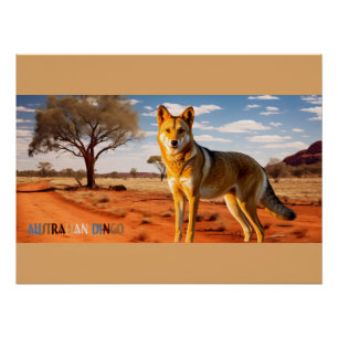 Dingo Wild Australian Dog Poster