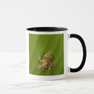 Dink frog (Eleutherodactylus diastema) on a leaf Mug