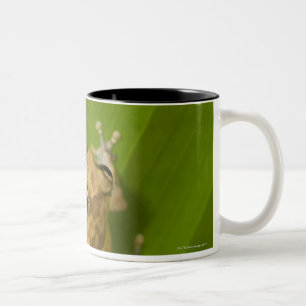 Dink frog (Eleutherodactylus diastema) on a leaf Two-Tone Coffee Mug