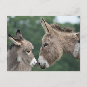 Dinky donkey postcard
