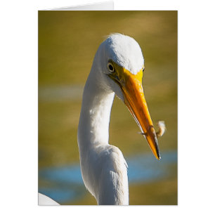 Dinner for White Ibis