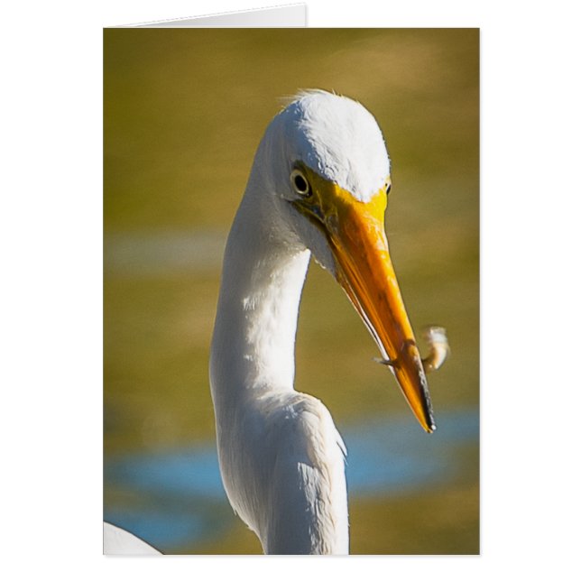 Dinner for White Ibis (Front)