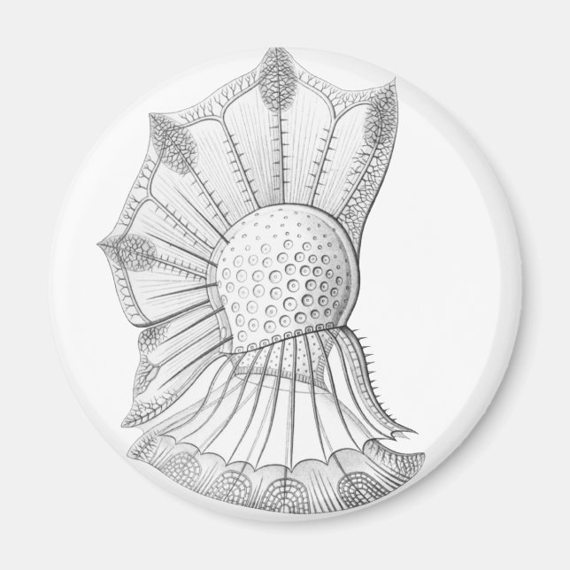 Dinoflagellate Magnet (Front)
