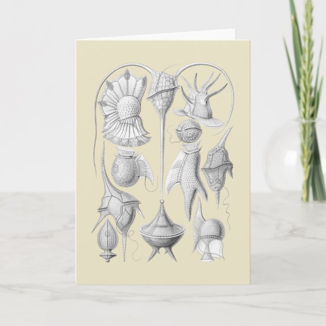 Dinoflagellates Card (Front)