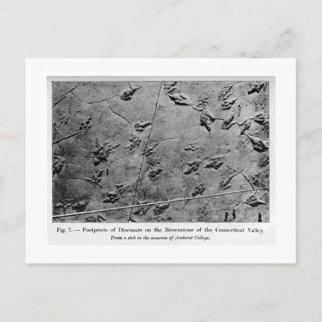 Dinosaur footprints art postcard (Front)