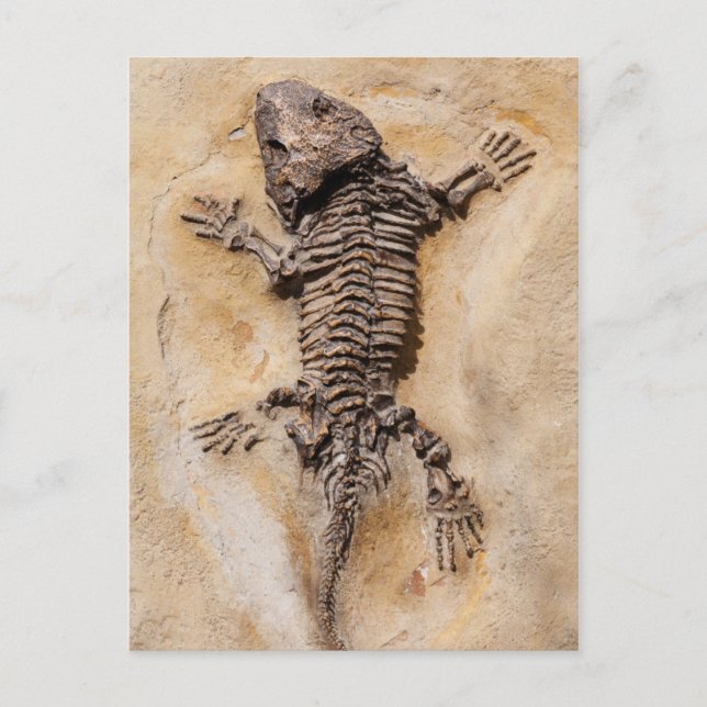 Dinosaur Fossil Postcard (Front)