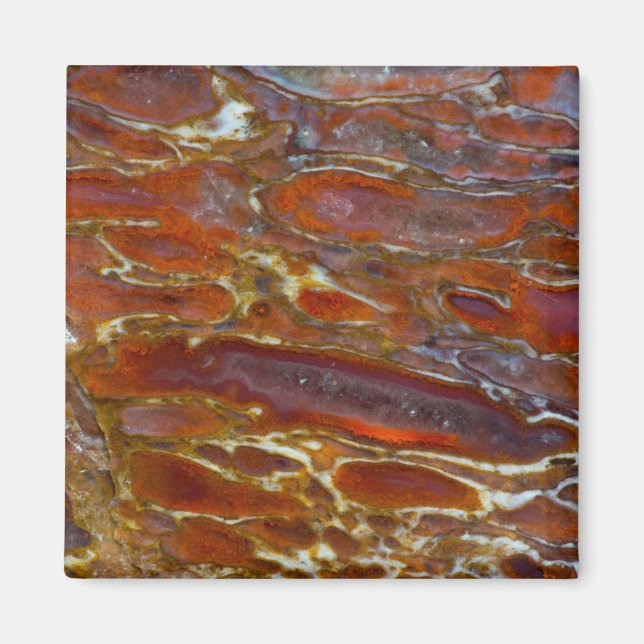 Dinosaur Petrified Bone Magnet (Front)