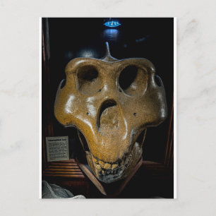 Dinosaur Skull  Postcard