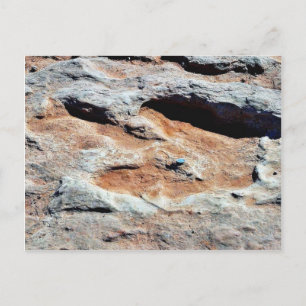 Dinosaur Tracks North Of Flagstaff Postcard